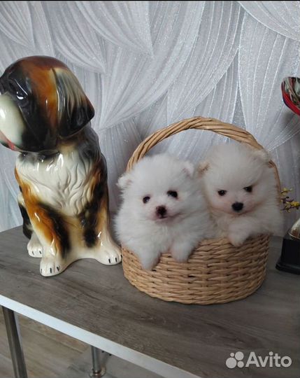 Померанский шпиц белоснежный с документами, чип