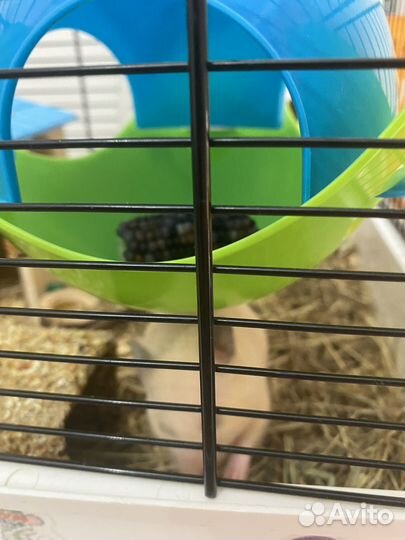 Сирийский хомяк малыш