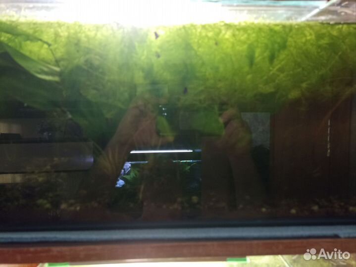 Аквариумное растение