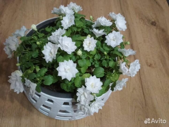 Кампанула или невеста