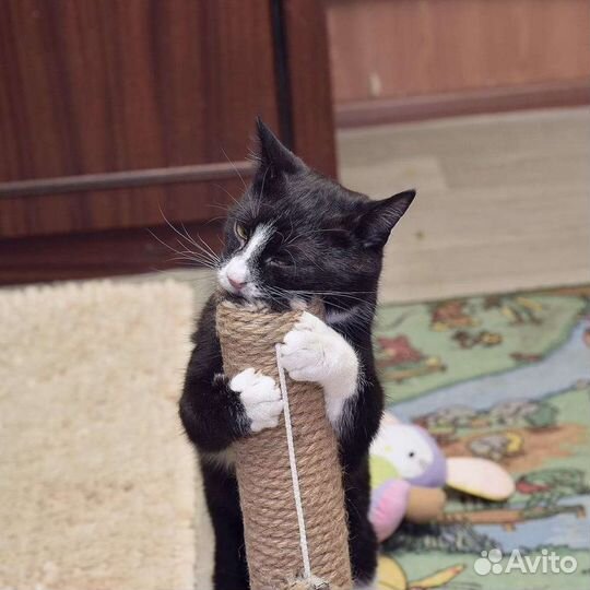 Котик Басик