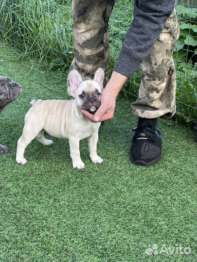 Девочка француженка