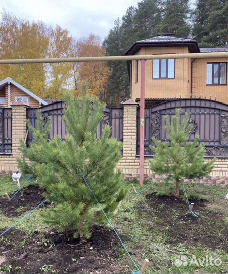 Сосны саженцы обыкновенные