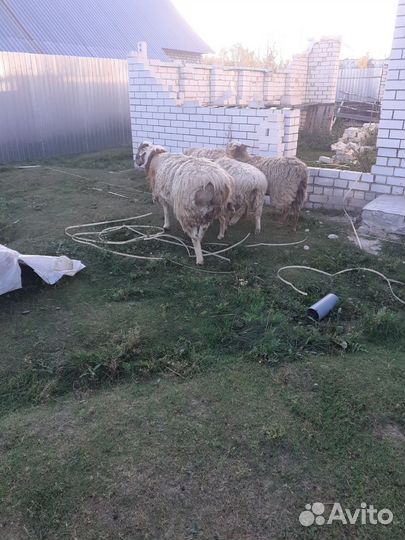 Курдючные бараны овцы