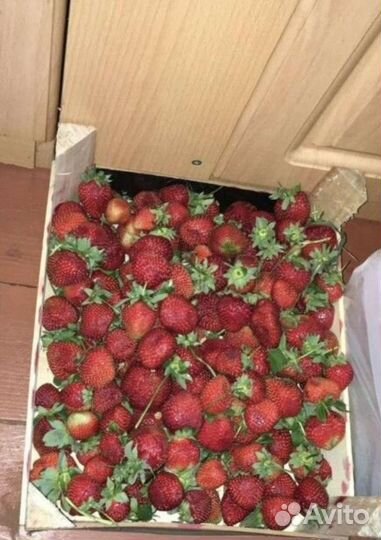 Клубника Маршал, Максим, Гигантела