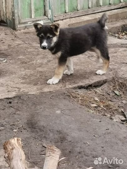 Щенки хаски