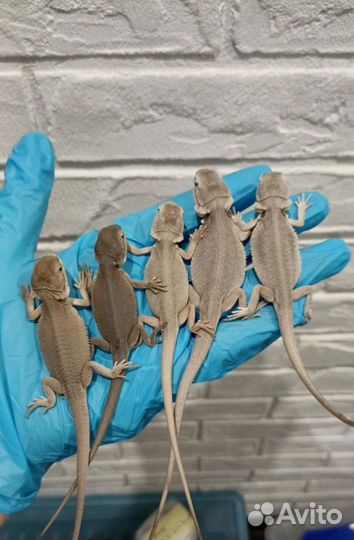 Бородатая агама