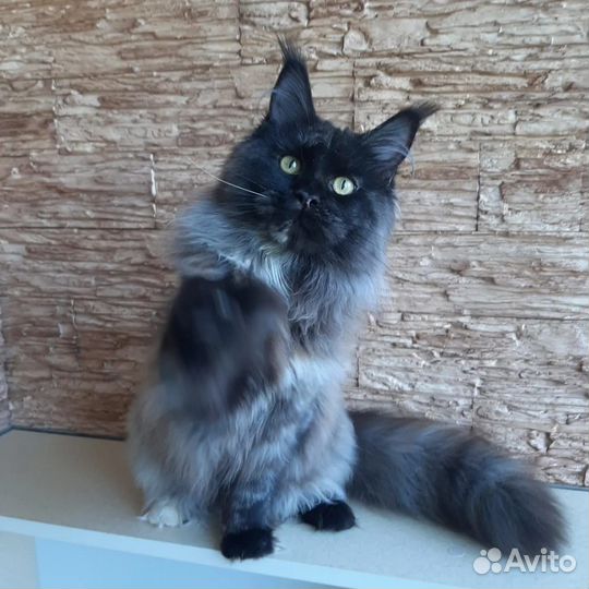 Мейн-кун кошка