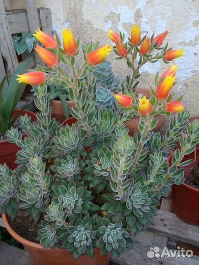 Эчеверия set oliver
