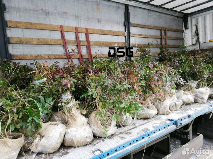 Магония поддуболистная 60-100см