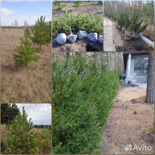 Сосна / Ель обыкновенная осенняя и зимняя посадка