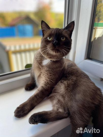 Сиамский кот вязка