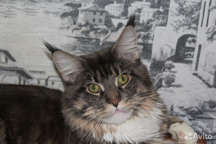 Мейн-кун вязка