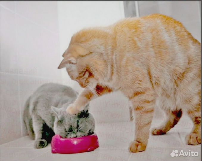 Упаковщик пластика Еженед.вып.аванс Еда беспл.Хоро