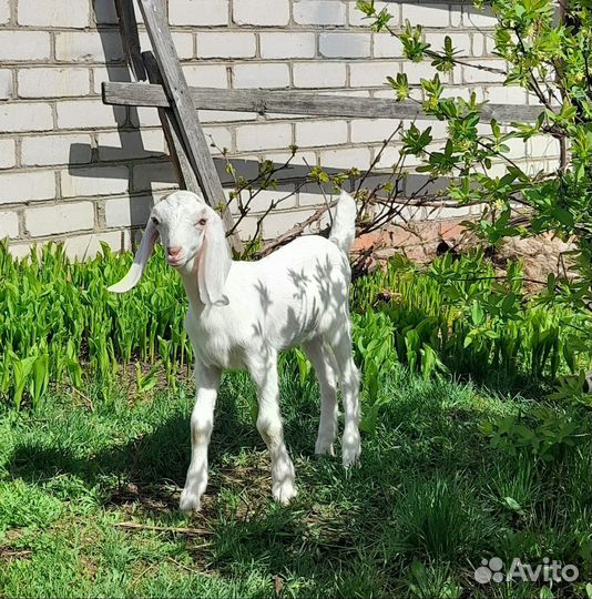 Англо-нубийские козлята