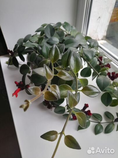 Эсхинантус мраморный