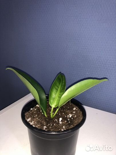 Фикус эластика