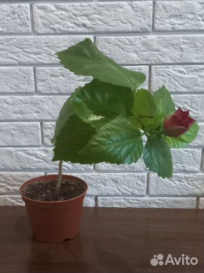 Гибискус китайская роза