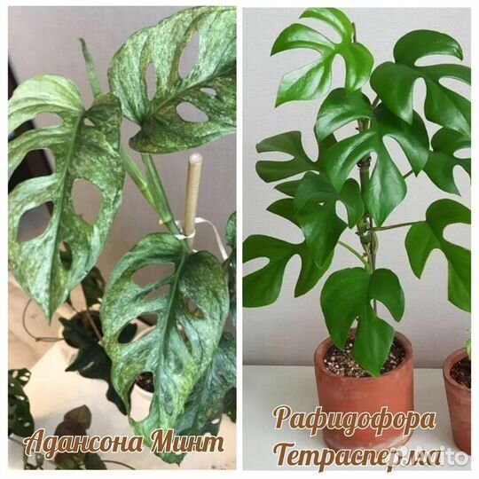 Монстеры и другие растения