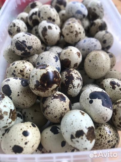 Яйца перепелиные