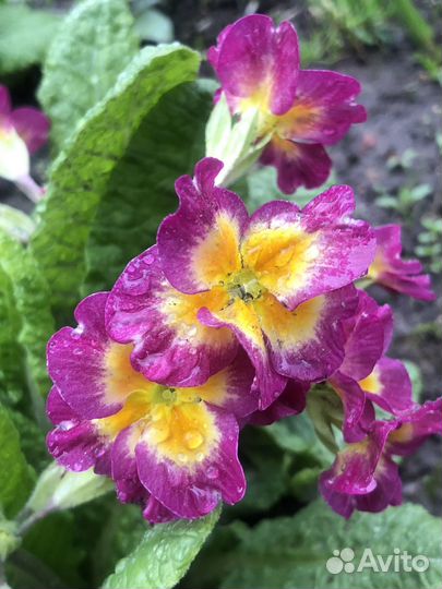 Примулы и другие многолетники