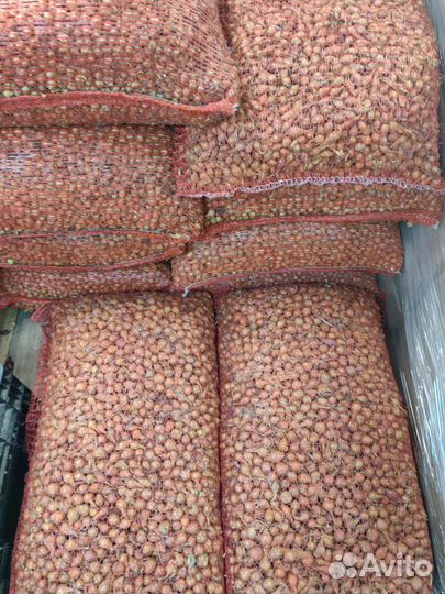 Лук-севок Штуттгартер Ризен