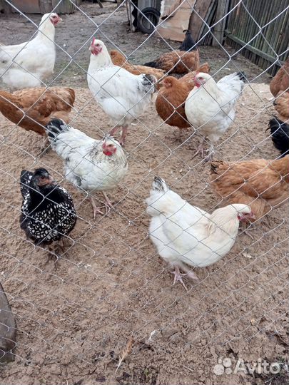 Домашние животные