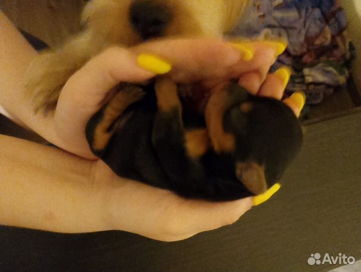 Йоркширский терьер