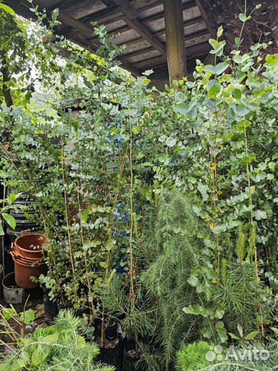 Эвкалипт саженцы