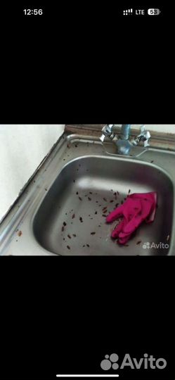 Дезинфекция тараканов клопов