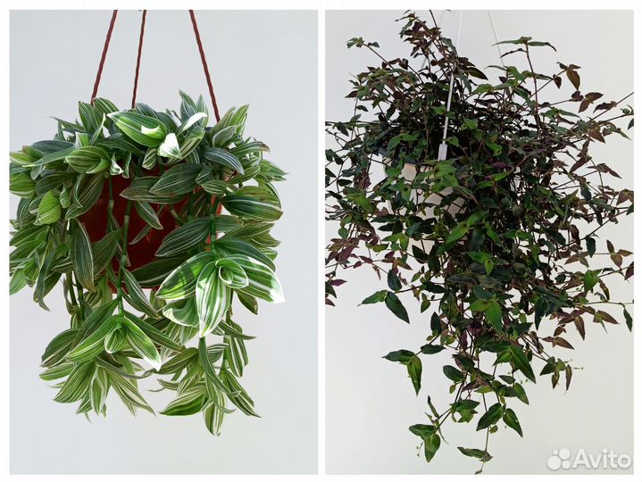 Кашпо традескация, плектрантус,аптения,оттона