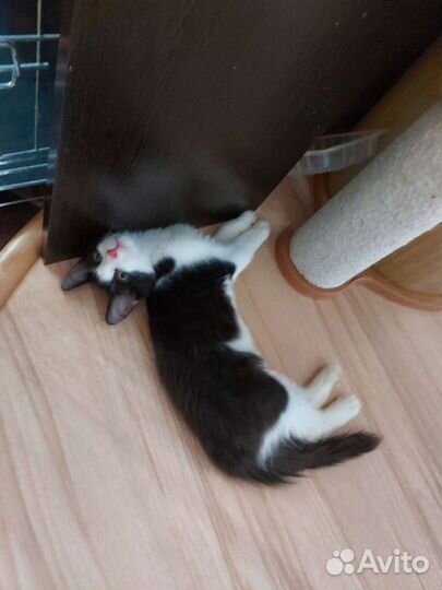 Кошка стерилизована в дар 3 месяца девочка
