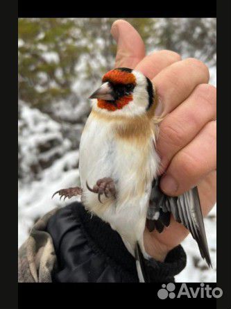 Певчие птицы