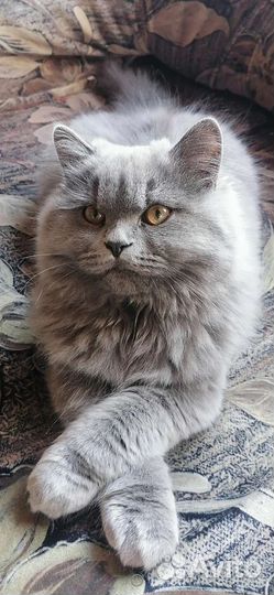 Кот хайленд страйт - Грейсмен