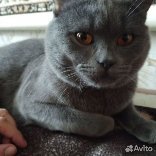 Британский кот вязка