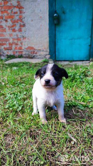 Собака и щенки в добрые руки