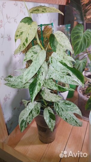 Эпипремнум пиннатум вайт марбл