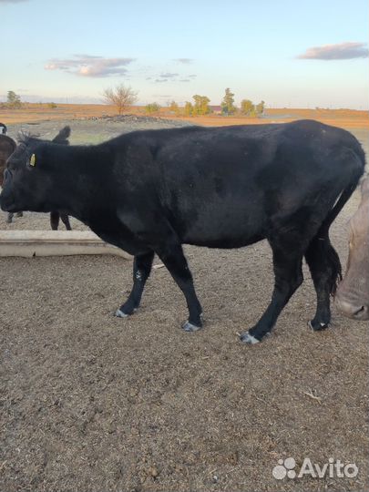 Коровы на развод, возможен бартер на сено