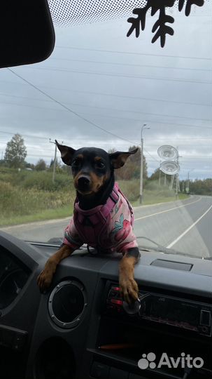 Цвергпинчер