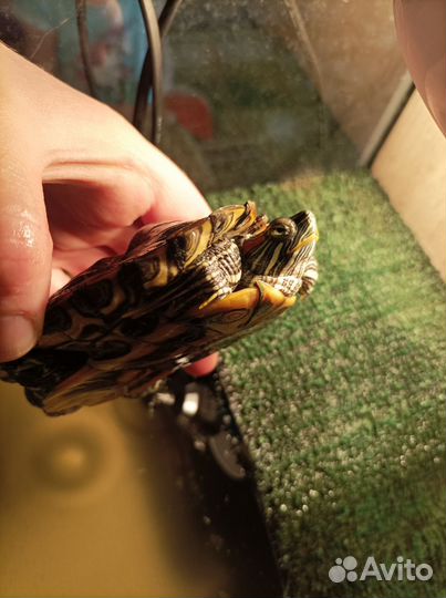 Красноухая черепаха бесплатно