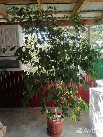 Фикус бенджамина большой