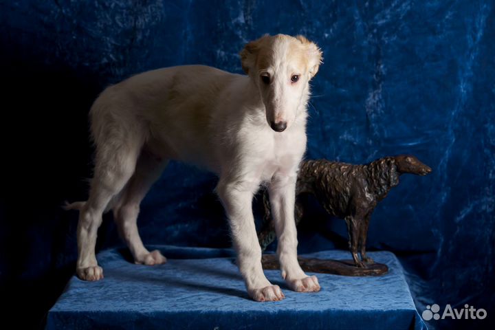 Щенки русской борзой