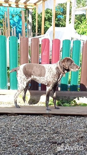 Продам собак