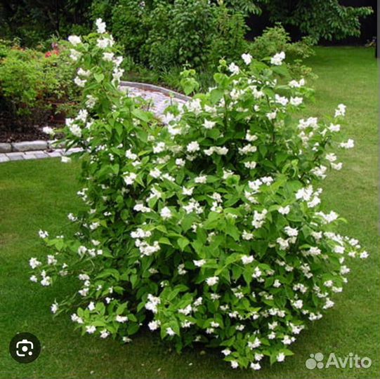 Жасмин (чубушник)