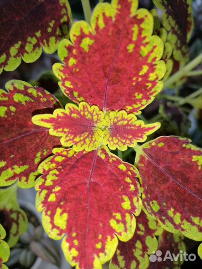 Комнатные растения