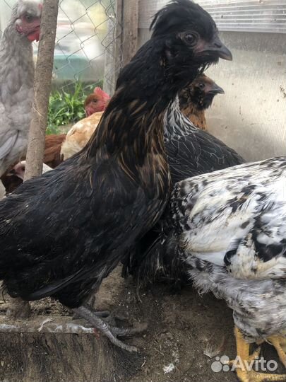 Молодки смеси пород