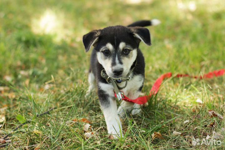Щенок мальчик метис хаски 4 месяца