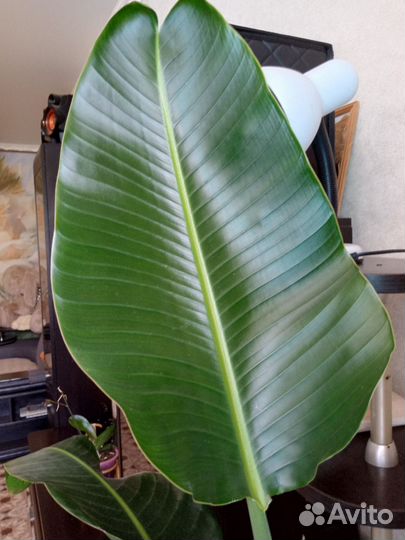 Стрелиция регина