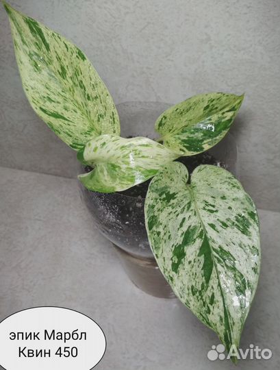 Ктенанте, филодендрон