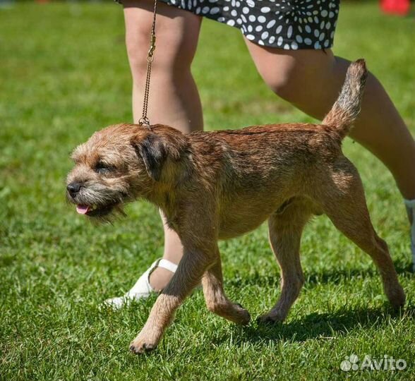 Щенки бордер терьера для ценителей породы
